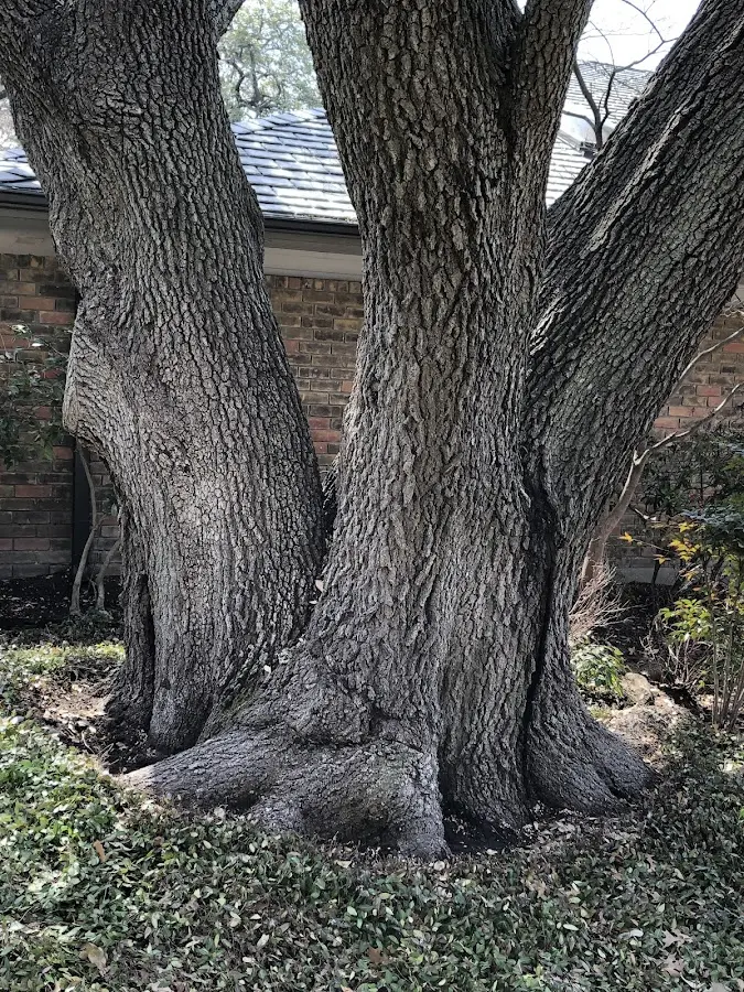 Mature heritage tree close to a Sharpsville property cared for by certified arborists